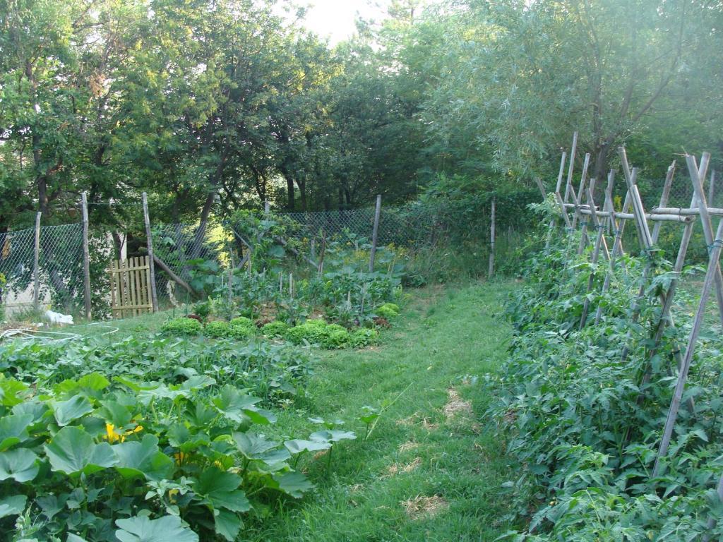 Forest View B&B Gavi Zewnętrze zdjęcie